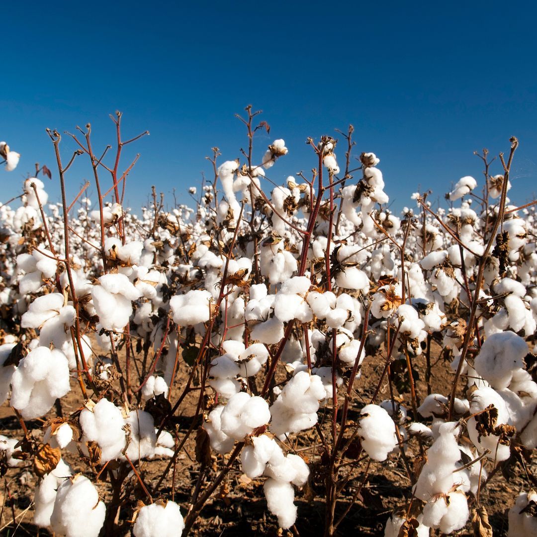 Properties of Cotton Yarn